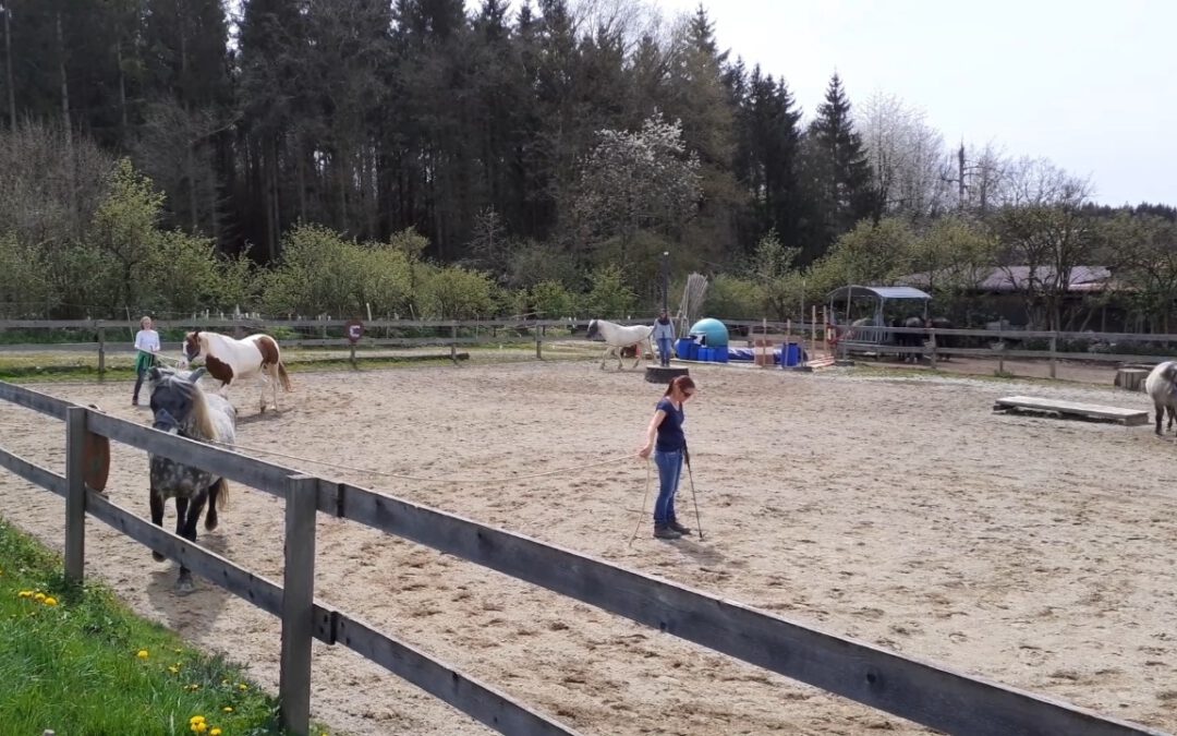 MKA Horsemanship Bodenarbeitskurs